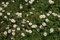 Wildes Gänseblümchen 500 Samen