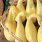 250 crookneck YELLOW SUMMER SQUASH SEEDS 45 Tage