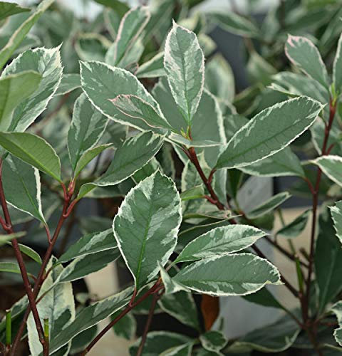 Hochstamm Glanzmispel Louise® 80-100cm - Photinia fraseri - lebende Gartenpflanze aus den Baumschulen