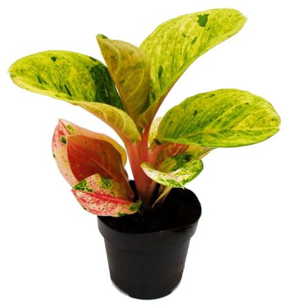 Aglaonema Apple Fantasy Buntblättriger Kolbenfaden 12cm Topf