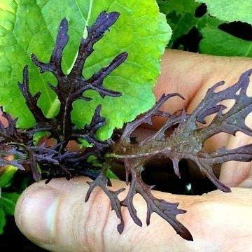 250 graines de froufrous feuilles de moutarde - Red Streak