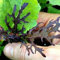 250 graines de froufrous feuilles de moutarde - Red Streak