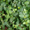 Kriechspindel 'Minimus' - Euonymus Fortunei 'Minimus' - 15-20 cm Topf - Kompakte Wuchsform, guter Bodendecker