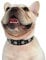 Hifrenchies Hundehalsband mit Strasssteinen, Blumen-Muster, PU-Leder, glitzernd, für französische Bulldogge/kleine und mittelgroße Hunde, Katzen, Größe M, Schwarz