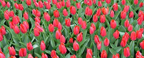 hansepuzzle 105304 - Tulpen Panorama-Puzzle 2000 Teile - Natur Motiv mit hochwertiger Aufbewahrung: Kartonbox und wiederverschließbarem Beutel - Format 116,6 × 46,7 cm