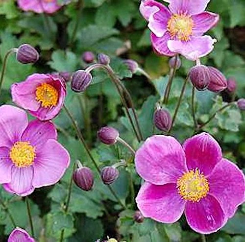 Japanische Herbstanemone Praecox - Anemone japonica - lebende Gartenpflanze aus den Baumschulen