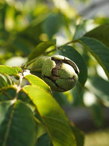 Direct Plants Juglans Regia English Walnut Nut Fruit Tree 4ft Tall Supplied in a 7.5 Litre Pot