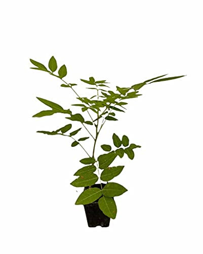 Pianta Glicine Vaso 7cm