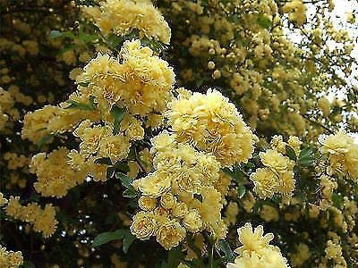 Rosa Banksiae Lutea - Banksian Rose - Plant in 9Cm Pot