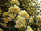 Rosa Banksiae Lutea - Banksian Rose - Plant in 9Cm Pot