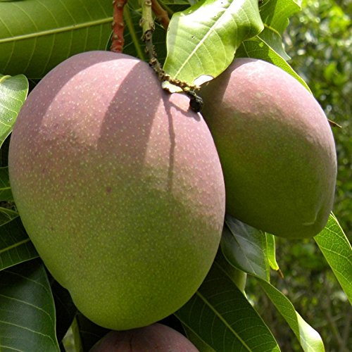 Mango planta - Maceta tubo - Altura total aprox. 1m. - Planta viva - (Envío sólo a Península)