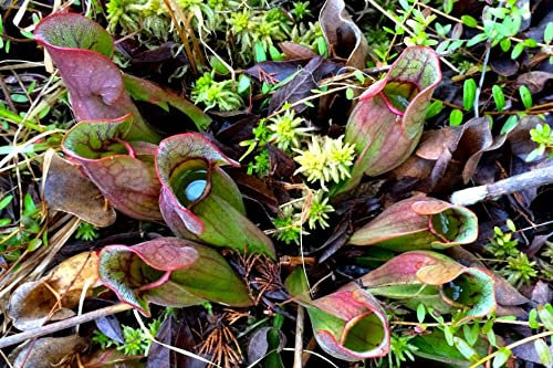 100 Carnivori di Carnivori Mix Carni perenni Specie Semi - Venus trap