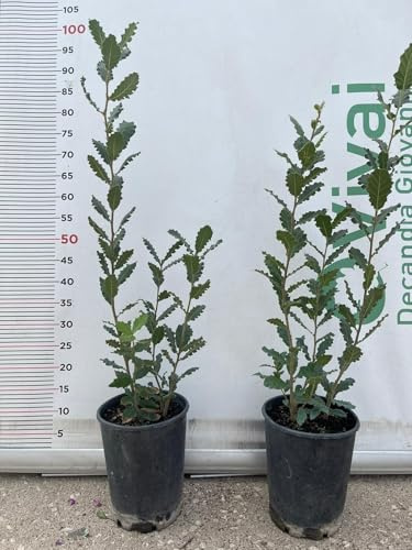 PIANTA DI QUERCUS QUERCIA VALLONEA (foto reale) VASO 12 CM H. 60/70 CM