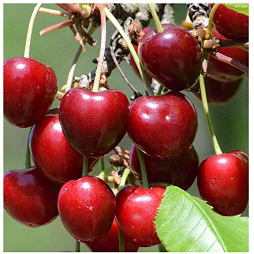 Burlat frühe robuste Süßkirsche Kirsche Buschbaum ca. 110-140 cm 10 L Unterlage Colt