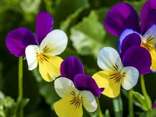 150 Viola Tricolor Violet Yellow Seeds: Only Seeds