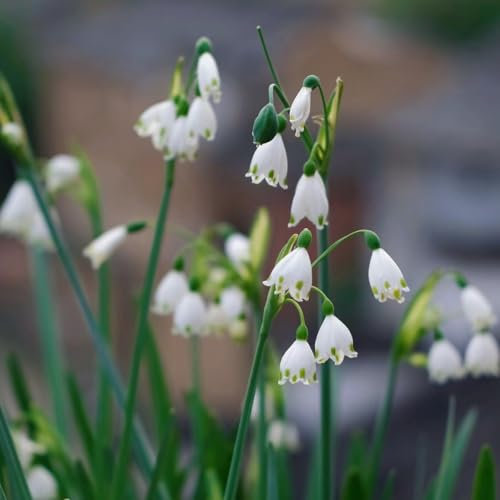 10 Pcs Märzenbecher Zwiebeln Winterhart Mehrjährig - Leucojum Vernum - Blumen Pflanzen, Gartenblumen Märzenbecher Pflanze Knollen, Blumen Geschenk, Deko Wohnzimmer Flowers Decoration,