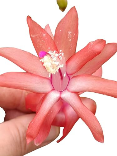 Schlumbergera fiore ORANGE BRAZIL cactus di Natale natalina pianta grassa