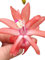 Schlumbergera fiore ORANGE BRAZIL cactus di Natale natalina pianta grassa