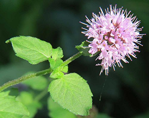 PondPlantsUK 2 x Marginal Plants - Including a Pot and Compost - Live Water Aquatic Pond Lake (Mentha aquatica (Water Mint))