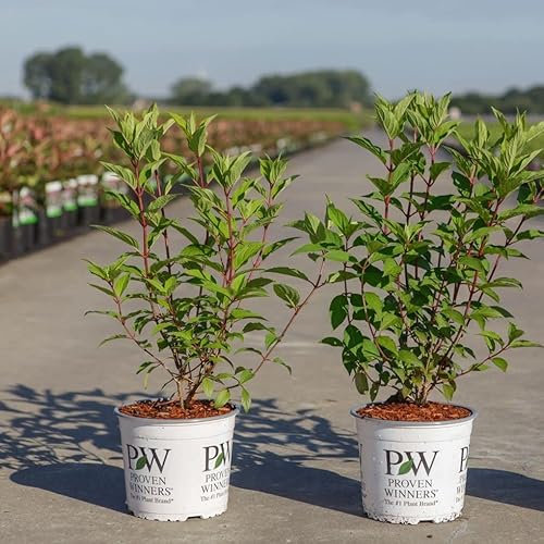 Rispenhortensie 'Pinkachu'® PW - Hydrangea paniculata 'Pinkachu'® PW - 40-50 cm Topf