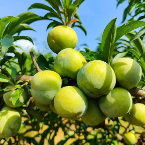 100 pcs pflaumenbaum winterhart samen, bonsai baum, gewächshaus, pflaumenbaum kaufen (Prunus salicina) saatgut alte sorten, samen balkon indoor garden, sukkulenten samen winterharte
