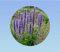 600 graines de Agastache Rugosa - Agastache Menthe - Menthe Coréenne