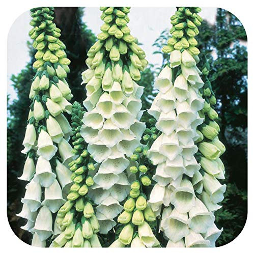 Foxglove White Digitalis 'Purpurea Alba' x 6 Large Perennial Plug Plants