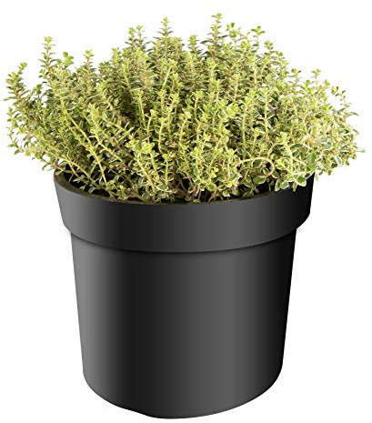 mgc24 Thymian, Citriodorus, Zitronenthymian, frische Gärtnerqualität, mediterran, Küchenkräuter im 14er Topf, winterhart, mehrjährig, perfekt für den Kräutergarten, 1 Pflanze