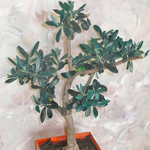 Dwarf Olive Tree 'Olea Europa' Tropical Houseplant Seeds - 10 Rare Seeds