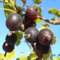 Jochelbeere Jostabeere Johannisbeere x Stachelbeere 60-80 cm 3-5 Liter Topfballen