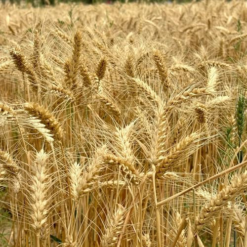 semi di grano da piantare - copertura del terreno, erbe perenni resistenti, aiuola rialzata semi di erba di grano semi verdure antiche varietà semi semi di erbe aromatiche tappezzanti 50pcs