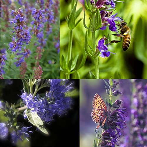 400 Samen Echter YSOP Hyssopus officinalis 400 Samen Eisenkraut Bienenwiese