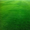 Haloppe 10000 Unids Festuca Arundinacea Plantas Semillas para la Plantación de Jardín de Hogar, Festuca Arundinacea Semillas Campo de Fútbol Campo de Golf Césped Decoración de Hierba Semillas