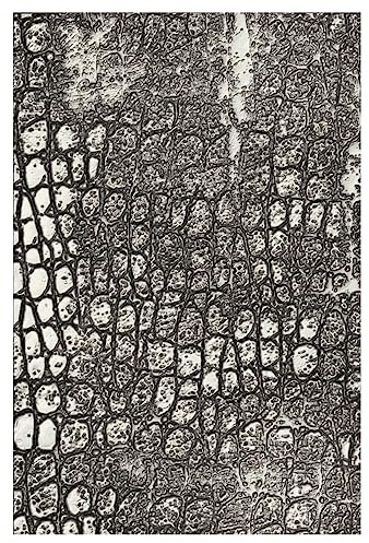 Sizzix Tim Holtz Prägeschablone, 3D-Textur, verblasst nicht, Reptilien