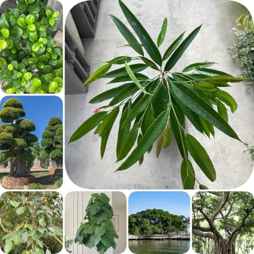 5 pcs Ficus Seeds - Ficus Microcarpa Samen - sämereien alte sorten bonsai tree bäume pflanzen pflanzen für sonnige plätze saatgut geschenk garten bonsai topf balkonpflanzen baumsamen