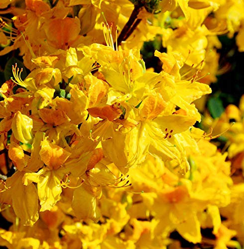 Azalee Goldpracht 30-40cm - Rhododendron luteum - Alpenrose