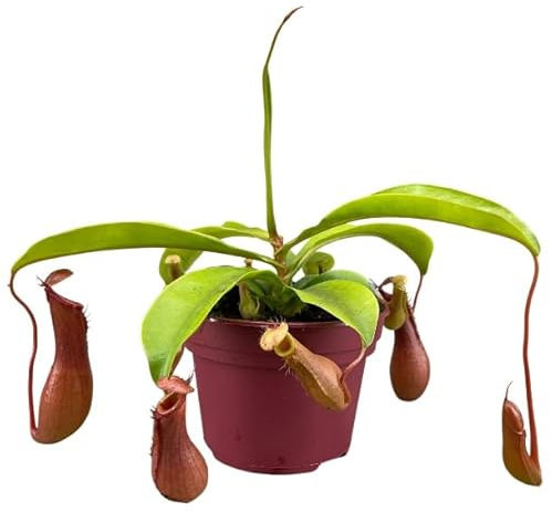 Nepenthes alata - Tropical Pitcher Plant or Monkey Cup - Carnivorous Indoor Plant in 12 cm Pot