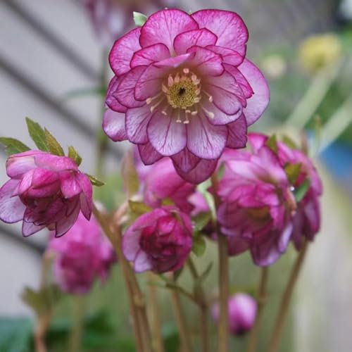 Piante di rosa di Natale resistenti - semi semi esotici piante resistenti per il giardino da giardino Rose Natale all'inverno per vasi Helleborus thibetanus perenni e perenni Rosa sul 400pcs