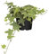Efeu 'Yellow Ripple' - Hedera helix 'Yellow Ripple', winterhart, gelb-grüns Laub - 12 cm