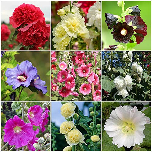 30 Stück stockrosen pflanzen samen topfpflanzen draußen winterhart balkonpflanzen blumensamen mischung pflanze pflanztopf pflanztöpfe exotische mix pflanzensamen stauden