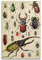 HUANA Vintage-Insekten-Poster, Käfer, dekoratives Gemälde, Leinwand, Wandposter und Kunstdruck, modernes Familienschlafzimmer-Dekor-Poster, 30 x 45 cm