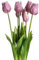 Botanic-Haus künstliches Tulpenbündel/künstlicher Tulpenbund Sandy lang mit 4 Tulpen und 3 Tulpenknospen Farbe: Lavendel „real Touch“