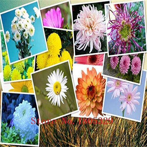 Multi-Colored : Big Sale Fragrance of Chrysanthemum Seeds Flower Eseds, About 100 Particles