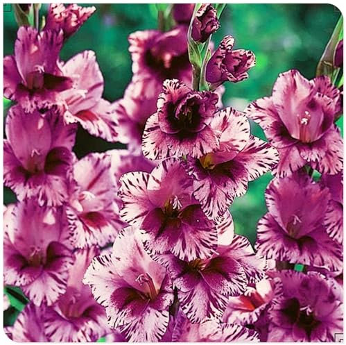 Gladiolus Bulbs Mix Golden Jade Carving Feels Beautiful Now Mixed Garden Crop for Planting Now UK Strong Plants That Grow Well