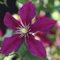 Waldrebe 'Niobe' - Clematis ‘Niobe' - 50-60 cm Topf