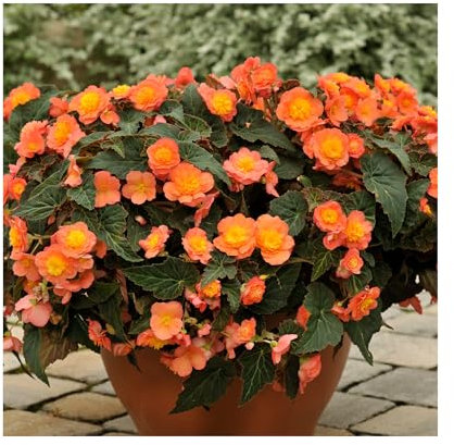 Begonia Sunbrero Peardrop - 3 Established Plants Beautiful Begonias Vibrant Bedding Plants. Ready for pots or containers. Summer Garden