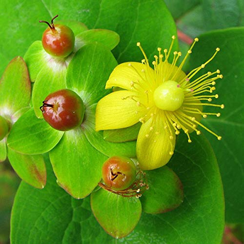 Johanniskraut Androsaemum - Hypericum Androsaemum - 30-40 cm Topf - Attraktive Früchte und dunkelgrünes Laub