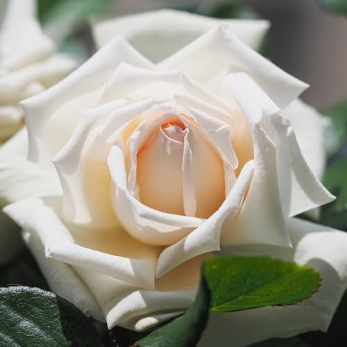 Pianta ROSA BREVETTATA ANGGUN ® MEILLAND bianca panna vera PROFUMATA vaso19 AMDGarden