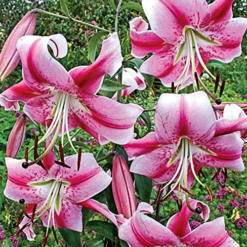 Orientalische Lilien Kollektion (2-6Pflanzen/Zwiebeln) Mix Von 3 Sorten Für Garten,3 Von Jeder Farbe,Lilien Zwiebeln Winterhart Mehrjährig,Garten Lilien Pflanzen (2Zwiebeln,A)