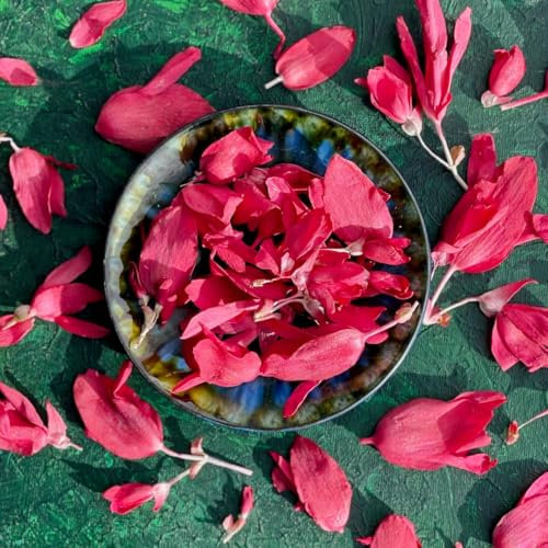 Edible Petals - 400ml - Freeze Dried Red Bolivian Begonia - Certified Food Grade (493)